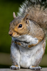 Eastern gray squirrel, Sciurus carolinensis, closeup standing with paws together with a curious look