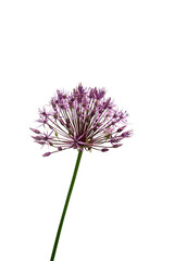 a macro closeup of a curious funny purple garden Allium flower  from onion and garlic family isolated  on transparent background 