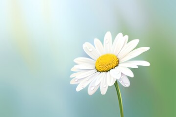 Naklejka premium Daisy in morning dew.