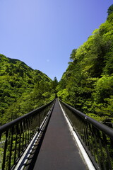 Fototapeta premium 新緑の森を行く みたらい渓谷みたらい橋