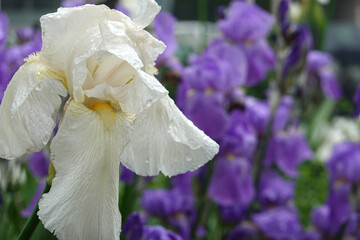 Iris blanc en gros plan