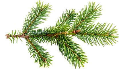 Obraz premium Christmas Fir branch isolated png transparent christmas tree Christmas green spruce branch Object for christmas card packaging banner calendar : Generative AI