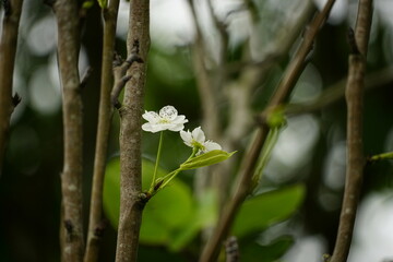 Close-up of white Pyrus flowers on a tree