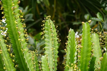 Close-up of cactus in the garden