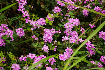 Obraz premium Close-up of Lantana camara flowers blooming