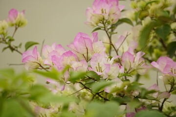 Close-up of Bougainvillea flowers