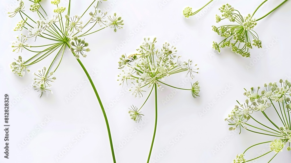 Poster flowering umbrella flowers of dill on a white background top view flat lay creative layout : generat