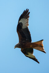 Red Kite in flight against the sky.