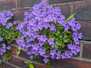 Adria Bellflower (Campanula portenschlagiana) growing from an urban wall