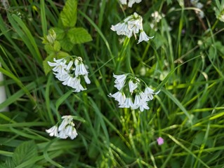 Three-cornered Leek (Allium triquetrum) flowers