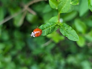 Harlequin Ladybird (Harmonia axyridis) resting on a leaf