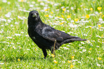 Carrion crow on a flower meadow in spring.