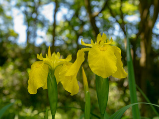 黄色いあやめが鮮やかに満開