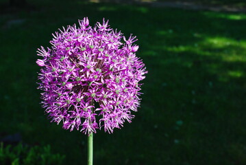 Allium giganteum, common name giant onion