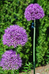 Allium giganteum, common name giant onion