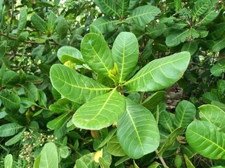 Cashew is the common name of a tropical evergreen tree Anacardium occidentale, in the family Anacardiaceae. It is native to South America
