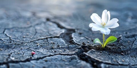 Resilient white flower blooms in harsh cracked soil symbolizing hope and life. Concept Hope, Resilience, Flower Blooms, Life, White Flower, Harsh Environment