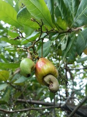Cashew is the common name of a tropical evergreen tree Anacardium occidentale, in the family Anacardiaceae. It is native to South America