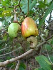 Cashew is the common name of a tropical evergreen tree Anacardium occidentale, in the family Anacardiaceae. It is native to South America