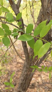 wrightia tinctoria tree leaves , close up view , 