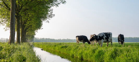 black and white spotted cows in green meadow at sunrise in the netherlands © ahavelaar