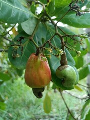Cashew is the common name of a tropical evergreen tree Anacardium occidentale, in the family Anacardiaceae. It is native to South America