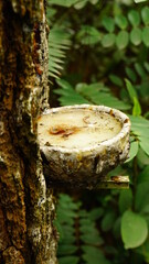 Close-up of harvesting the sap of the acacia tree