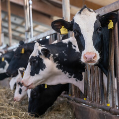spotted black and white cows inside barn of dutch farm in holland