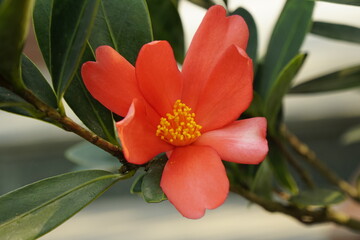 Close-up of Camellia flowers blooming