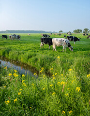 black and white spotted cows in green meadow at sunrise in the netherlands