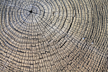 Fototapeta premium Old Stump background. Closeup. Macro