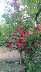 red flowers in a garden