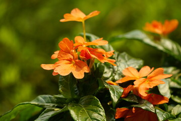 Close-up of Galphimia gracilis flower