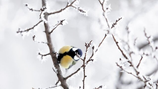 Great tit songbird at winter tree