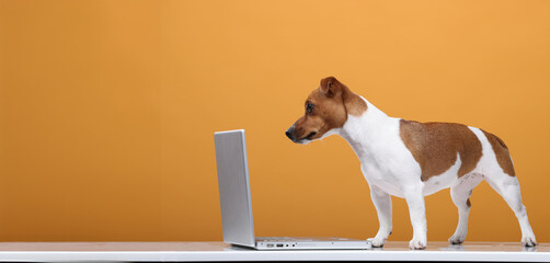 smart dog with laptop isolated with free space for text
