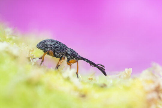 Selective focus on Hollyhock Weevil, Rhopalapion Longirostre