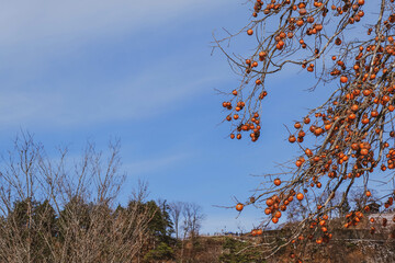 Berries on branches against a deep blue sky. Berries hanging on the tree all winter