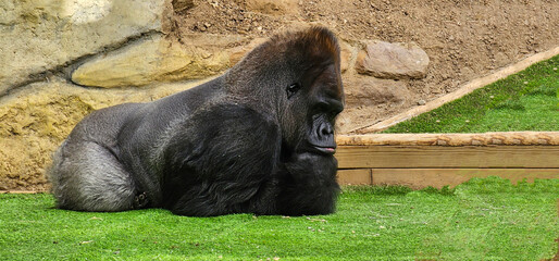 Silverback Gorilla in a zoo in France; Silverback Gorilla in captivity resting his head on his hand and thinking.