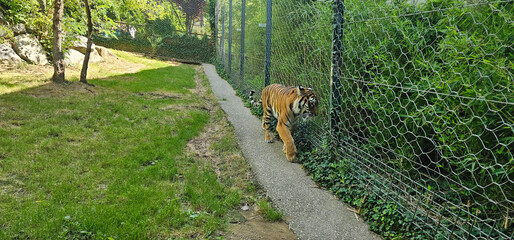 Bengal tiger pacing by the fence of a zoo enclosure; bored and distressed tiger in a zoo enclosure...