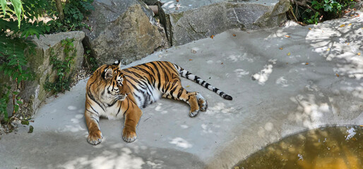 Bengal tiger resting lying on stone by a pool in a zoo; Bengal tiger lying in the shade in a zoo enclosure with a pool of water and rocks.