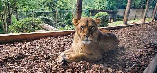 Portrait of a lioness in captivity, resting lying down and gazing straight into the camera; a...