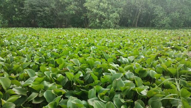view of a lake full of water hyacinth or eichhornia crassipes with pine trees blowing in the wind