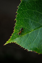 Vue macro d'une fourmi sur une feuille verte