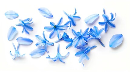 Blue hyacinth flower petals isolated on white background Spring garden flowers bouquet Easter decoration Design element Top view flat lay Creative layout : Generative AI