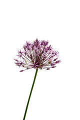 purple allium flower isolated in close-up on a white background with copyspace