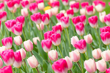 Fototapeta premium ピンクと白の可愛いチューリップ
