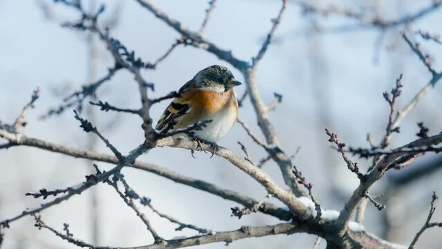 Brambling songbird at winter tree