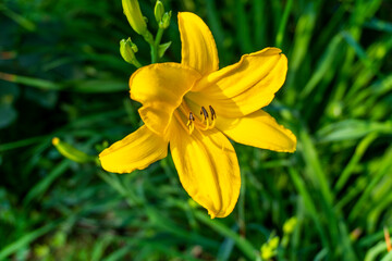 Obraz premium Yellow Lily or Hemerocallis or April Rose Flower Blooming under morning sunlight Exclusive on Adobe Stock