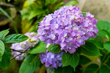 Big Leag Hydrangea Macrophylla flowers Blooming 2