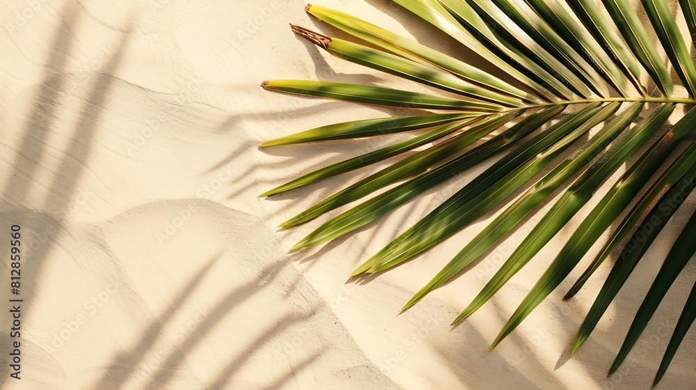 Aufkleber aesthetic palm leaf on shadow on sand background texture copy space minimal summer concept : generat